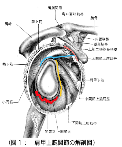 肩甲上腕関節の解剖図